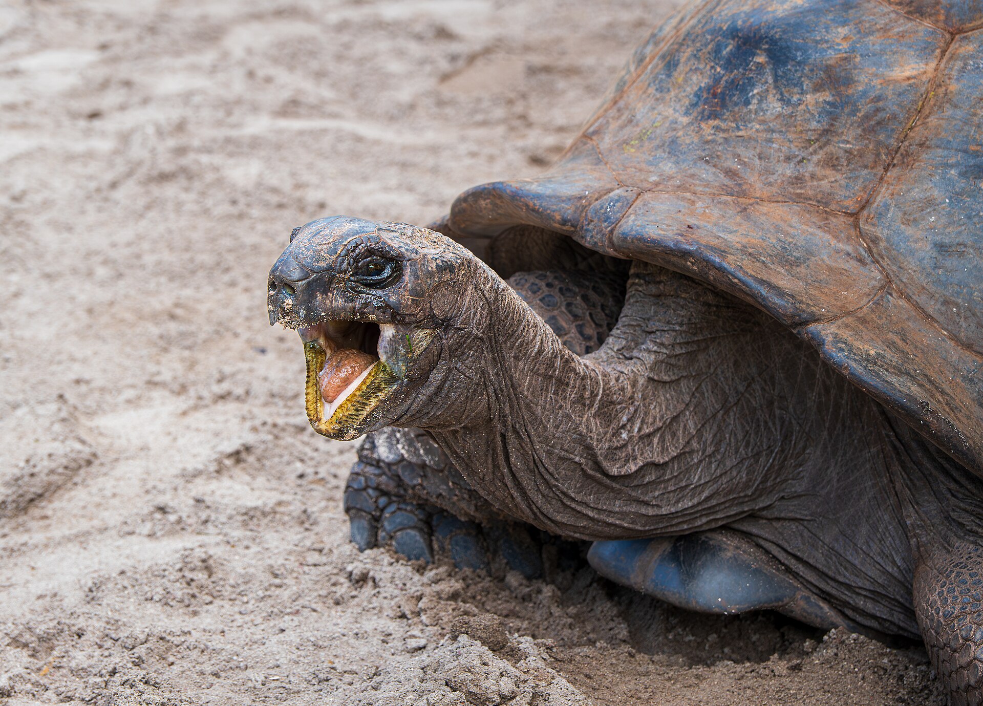 Aldabra, Seicheles