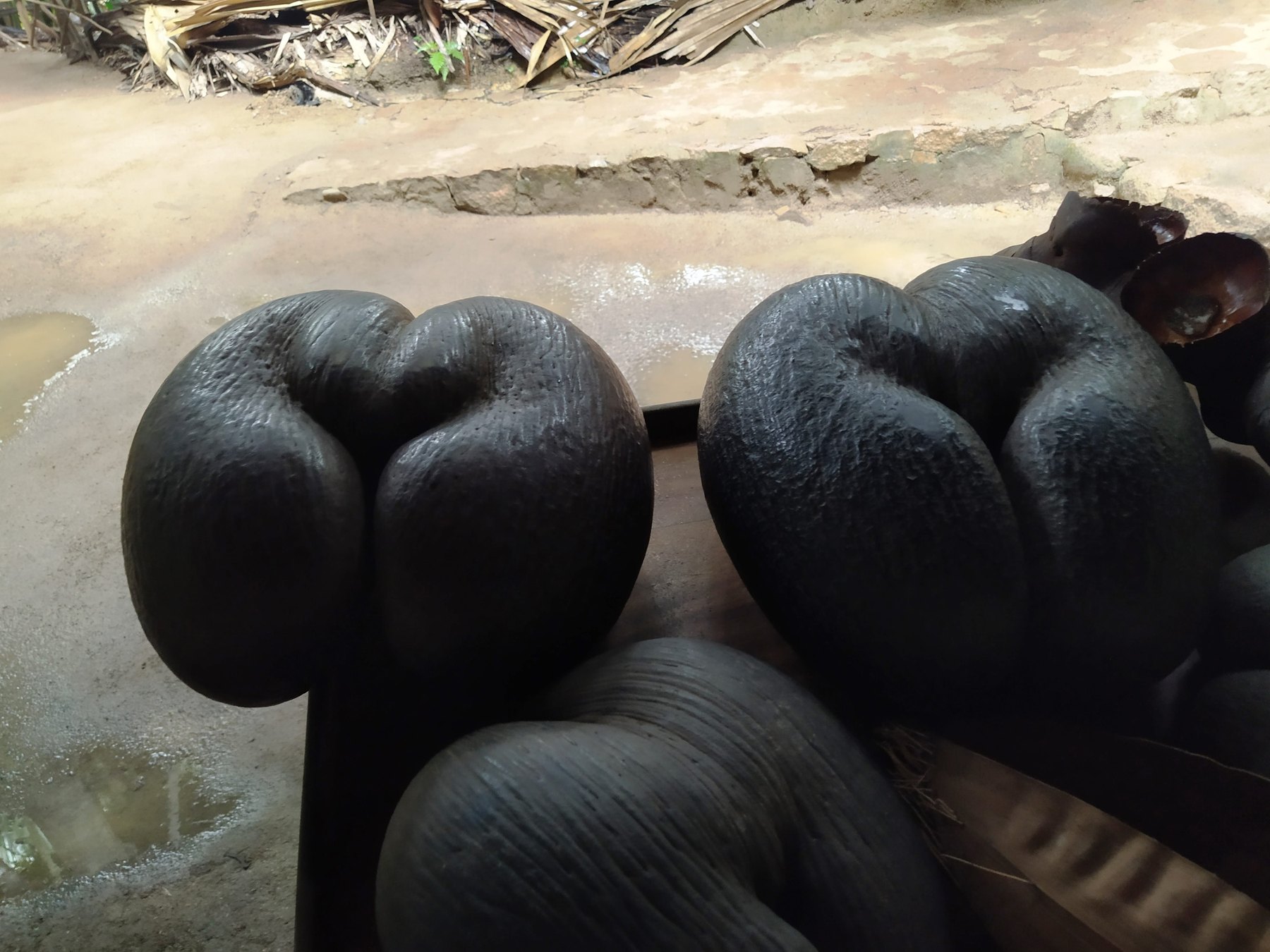 Coco-de-mer, a lenda da maior semente do mundo