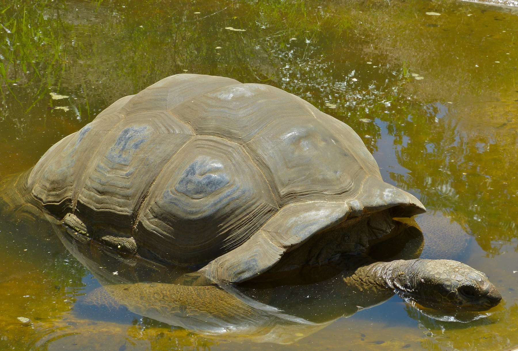 Tartarugas gigantes