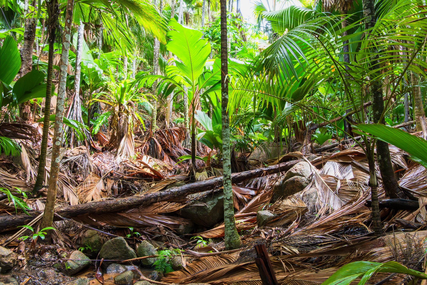 Coco de mer, Aldabra e as espécies endémicas