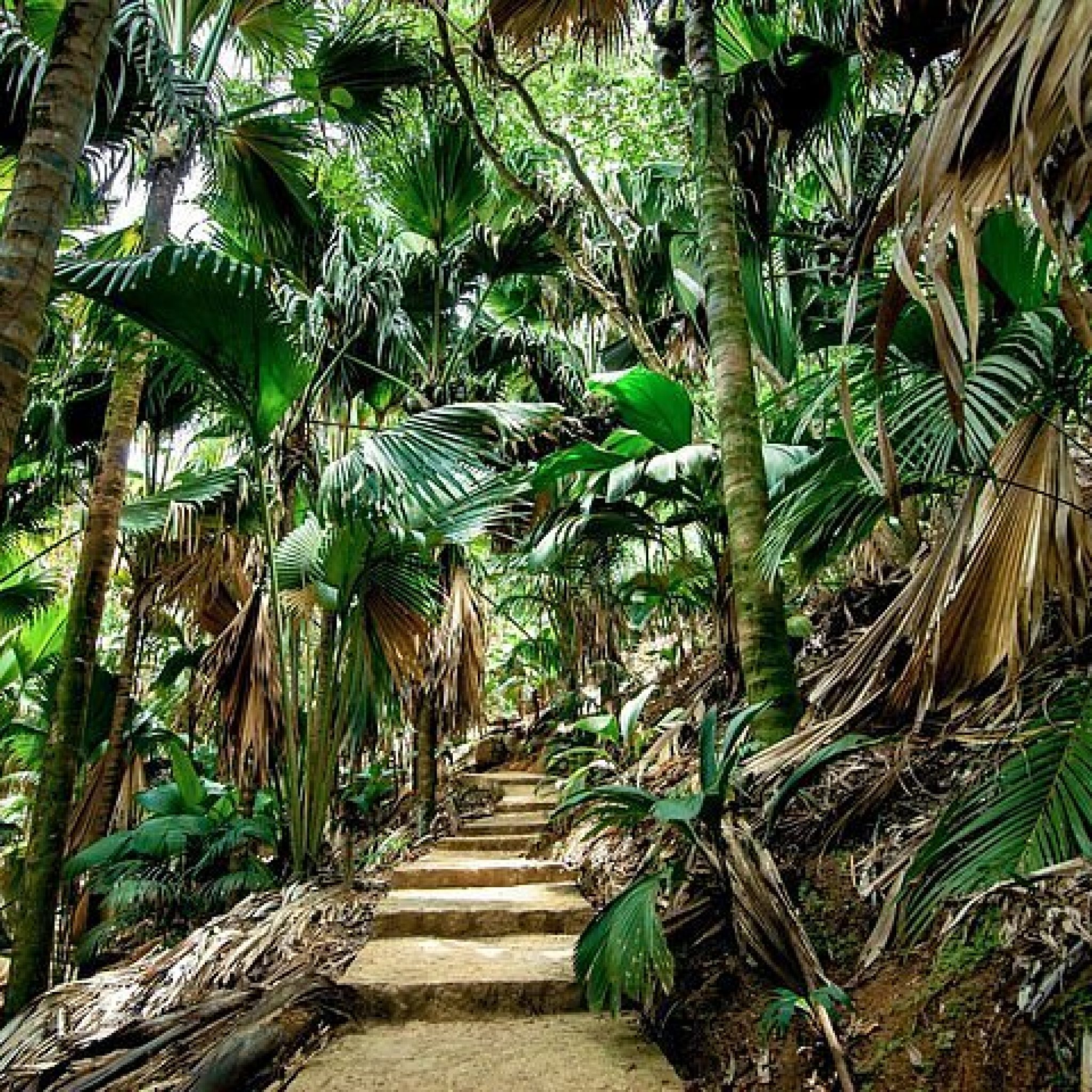 Vallée de Mai, Praslin