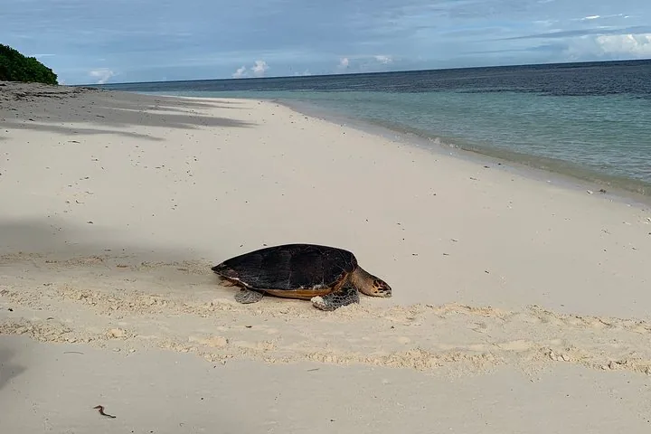 Tour privado de descoberta da ilha