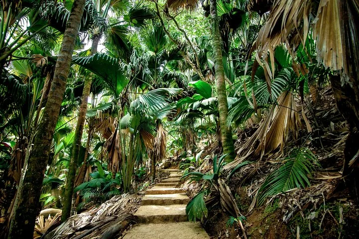 Vallée de Mai e o coco-de-mer, em Praslin