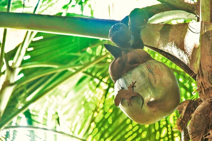 Vallée de Mai e o coco-de-mer, em Praslin