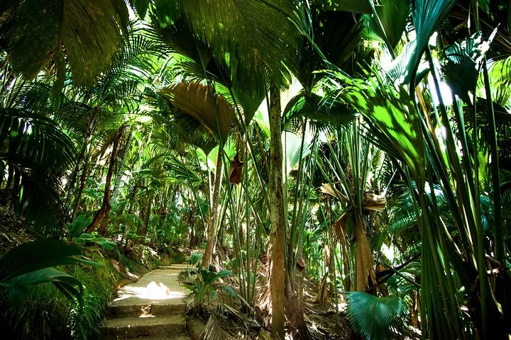 Vallée de Mai e o coco-de-mer, em Praslin