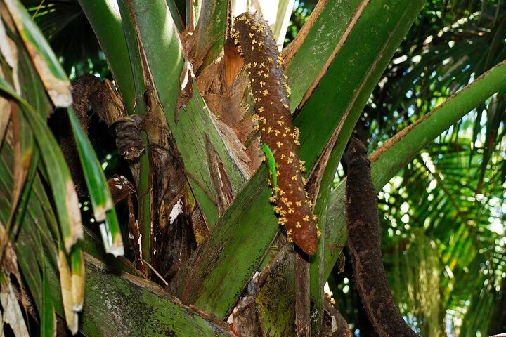 Vallée de Mai e o coco-de-mer, em Praslin