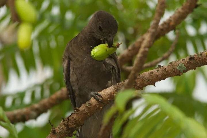 Vallée de Mai e o coco-de-mer, em Praslin